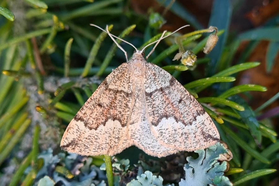 Pungeleria capreolaria