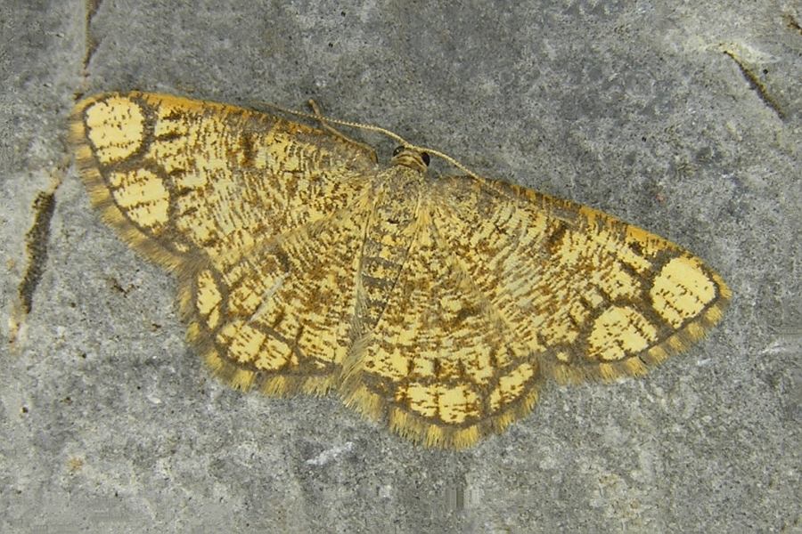 Stegania cararia