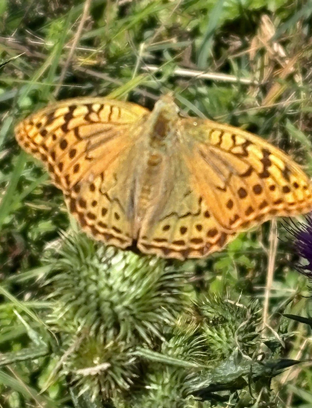 Argynnis pandora