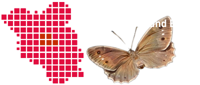 Schmetterlinge in Brandenburg und Berlin