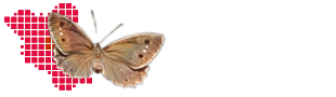 Schmetterlinge in Brandenburg und Berlin